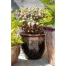 Apta Apta Obsidian Bell Plant Pot