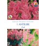 BULB ASTILBE PINK