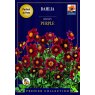 BULB DAHLIA MIGNON PURPLE