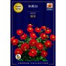 BULB DAHLIA MIGNON RED