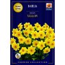 BULB DAHLIA MIGNON YELLOW