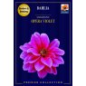 BULB DAHLIA OPERA VIOLET SEMI DBL