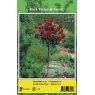 TREE ROSE DAME DE COUR RED