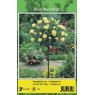 TREE ROSE PEER GYNT YELLOW