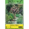 TREE ROSE GARDEN QUEEN PINK