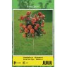 TREE ROSE JORO ORANGE