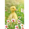 CARD EASTER CHICK 34