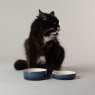 Scruffs Scruffs Ombre Pet Bowl