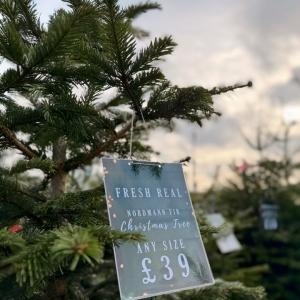 🌲 Christmas Trees 🌲 Are you looking for the perfect Christmas tree to make your home merry and...